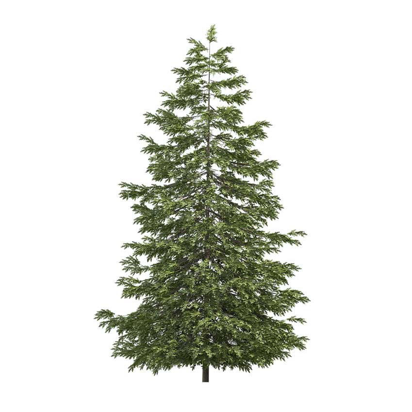 Picea Abies - Spruce 03